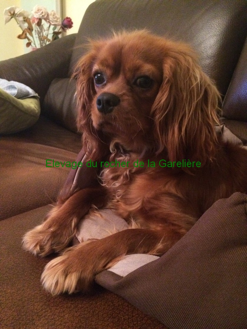 Cavalier King Charles : Lexie du rocher de la Garelire